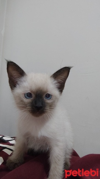 Siyam Kedisi, Kedi  Mavi fotoğrafı