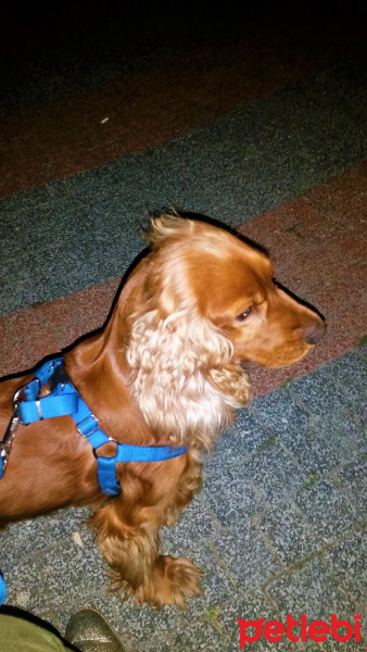 İngiliz Cocker Spaniel, Köpek  PAŞA fotoğrafı
