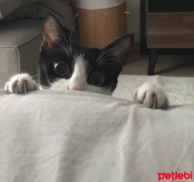 Tuxedo (Smokin) Kedi, Kedi  Sedef fotoğrafı