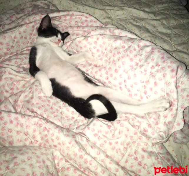 Tuxedo (Smokin) Kedi, Kedi  Sedef fotoğrafı