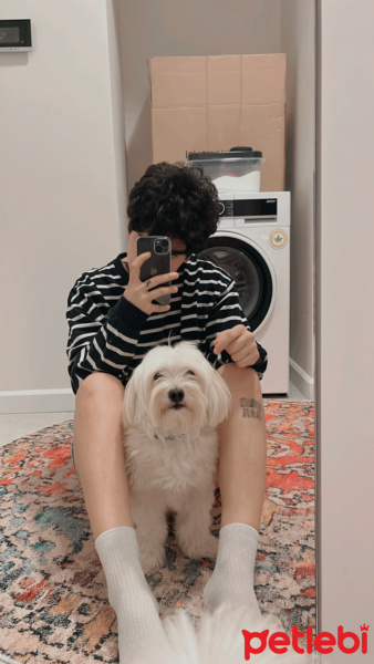 Maltese, Köpek  yogi fotoğrafı