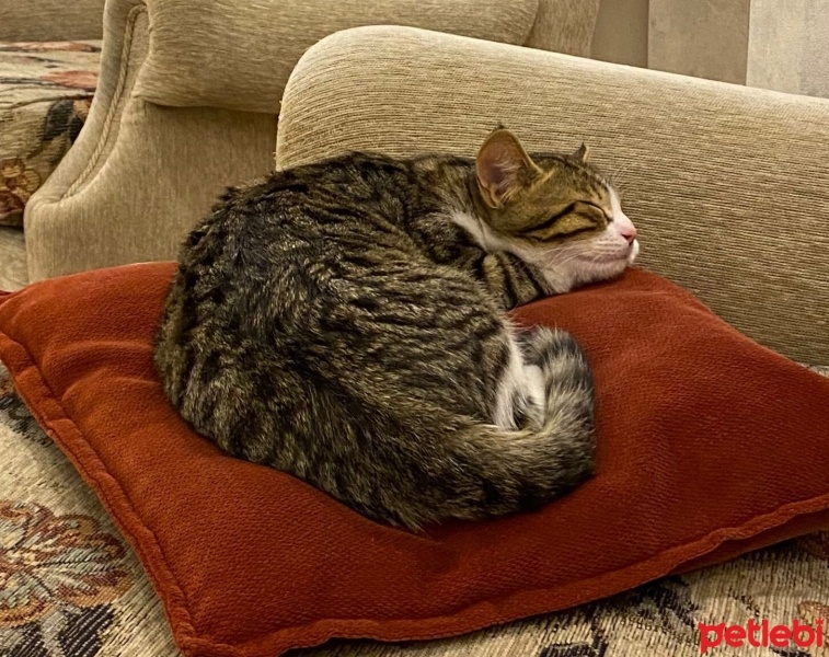 Tekir Kedi, Kedi  Karamel fotoğrafı