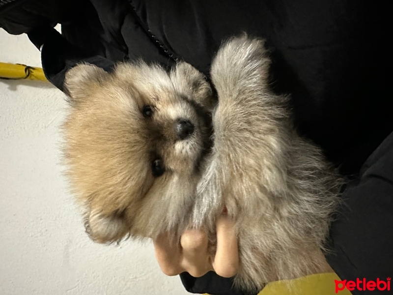Pomeranyalı, Köpek  Mocha fotoğrafı