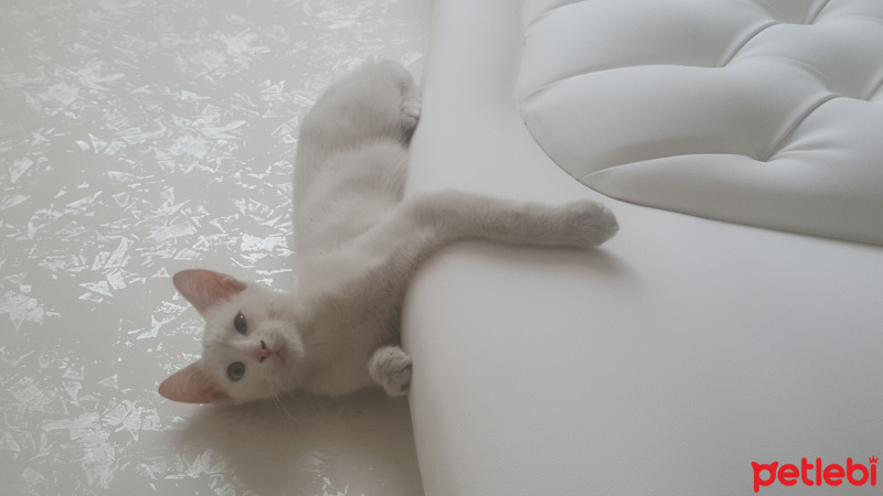 Ankara Kedisi, Kedi  Maya fotoğrafı