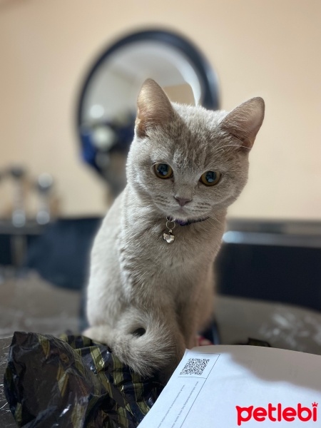British Shorthair, Kedi  ŞİLA fotoğrafı