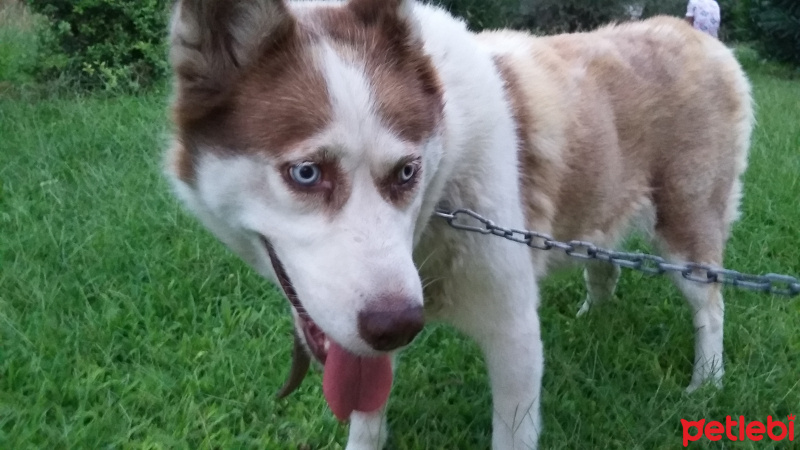Sibirya Kurdu (Husky), Köpek  Raşa fotoğrafı