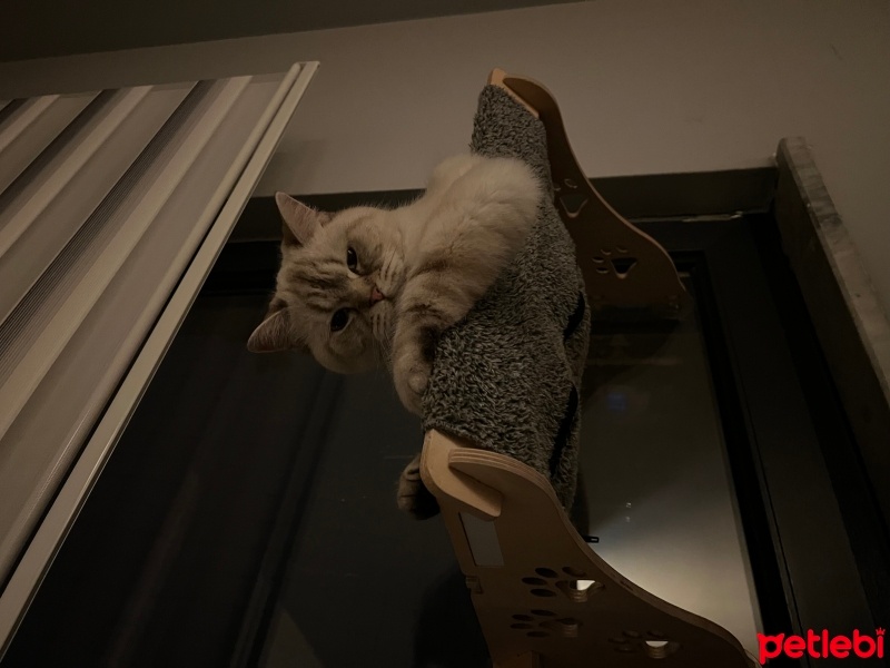 British Shorthair, Kedi  Hellim fotoğrafı