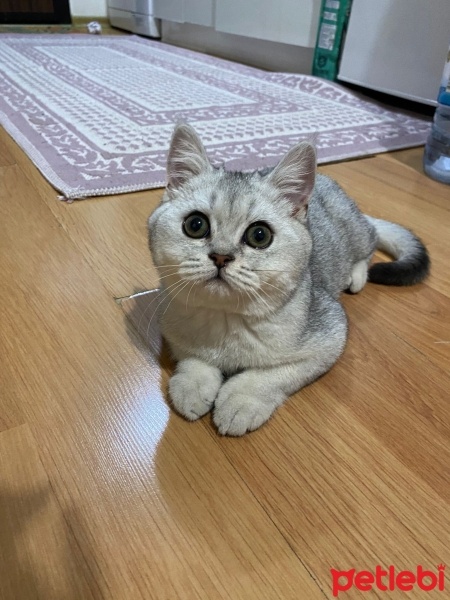 British Shorthair, Kedi  Bars fotoğrafı