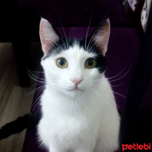 Tekir Kedi, Kedi  Leyloş fotoğrafı