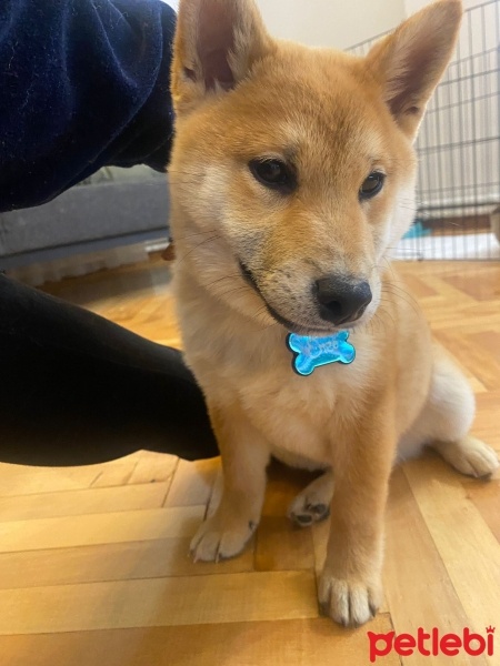 Shiba Inu, Köpek  Enzo fotoğrafı