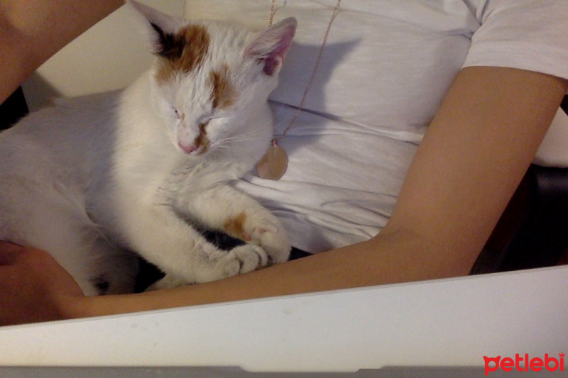 Tekir Kedi, Kedi  Buğday fotoğrafı
