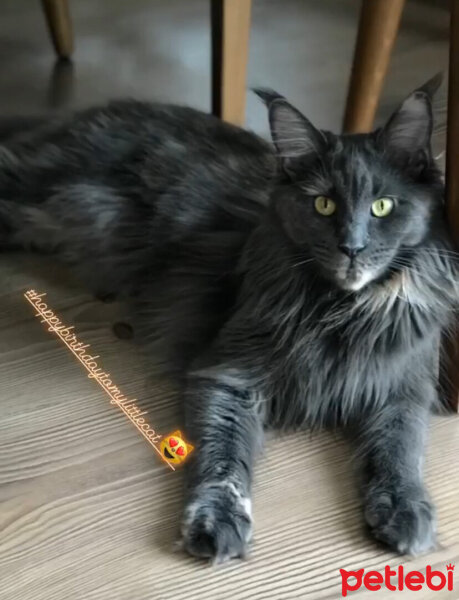 Maine Coon, Kedi  Shila fotoğrafı