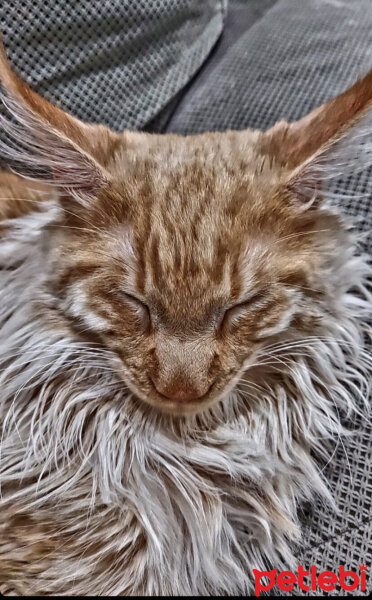 Maine Coon, Kedi  Dexter fotoğrafı