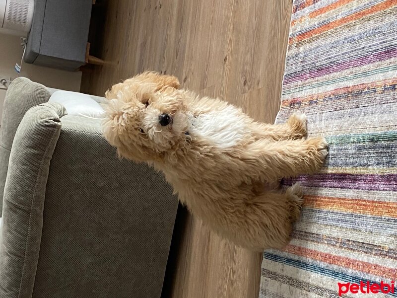 Poodle(Standart Kaniş), Köpek  Jasper fotoğrafı