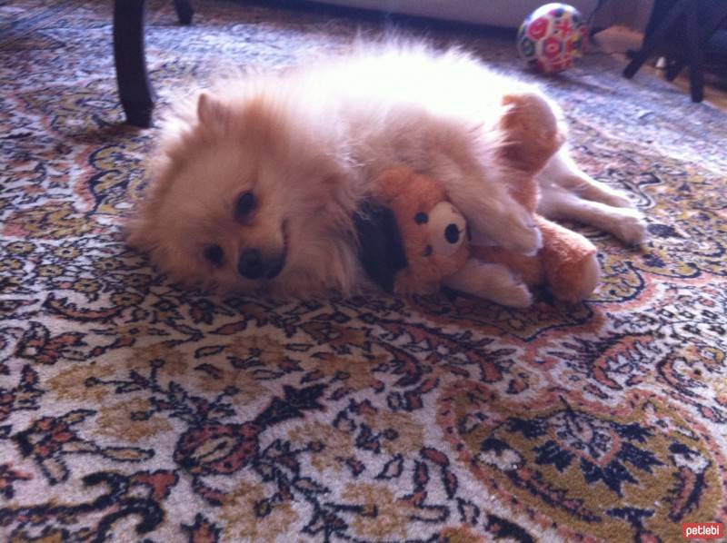 Pomeranyalı, Köpek  TEDDY fotoğrafı