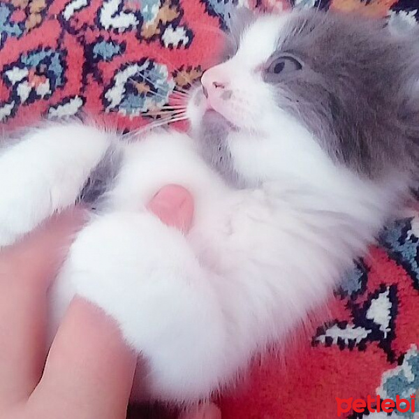 Cymric, Kedi  adınızı kendiniz belirleyin fotoğrafı
