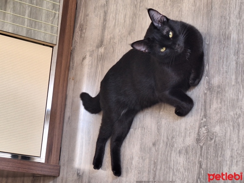 Bombay, Kedi  Brütüs (Brute) fotoğrafı