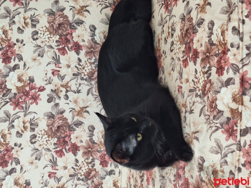 Bombay, Kedi  Brütüs (Brute) fotoğrafı