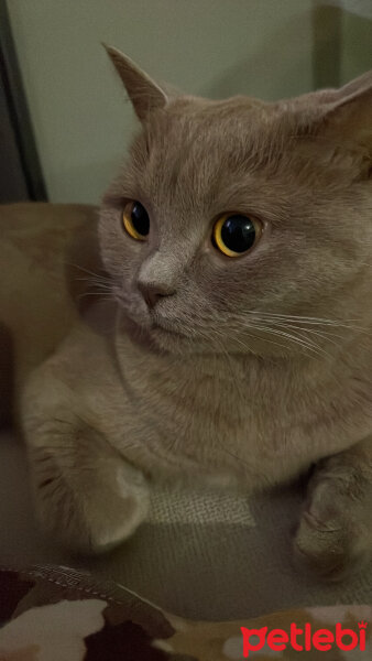 British Shorthair, Kedi  Juli fotoğrafı