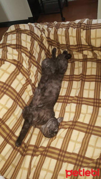 British Shorthair, Kedi  Minnak fotoğrafı