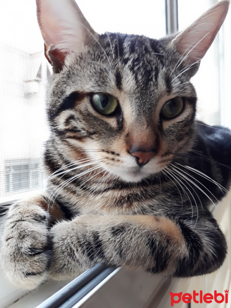 American Wirehair, Kedi  Juliet fotoğrafı