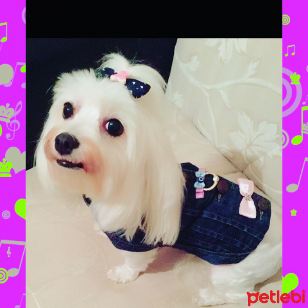 Maltese, Köpek  Tina fotoğrafı