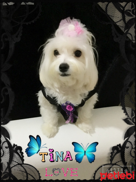 Maltese, Köpek  Tina fotoğrafı