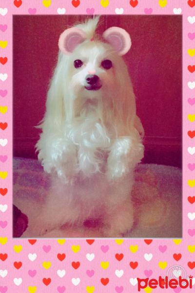 Maltese, Köpek  Tina fotoğrafı