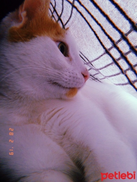 Sarman, Kedi  Pamuk fotoğrafı