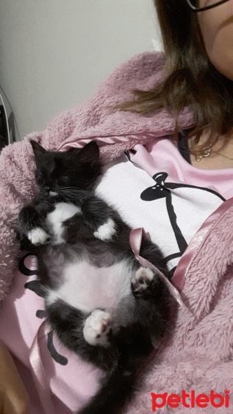 Tuxedo (Smokin) Kedi, Kedi  Minnie fotoğrafı