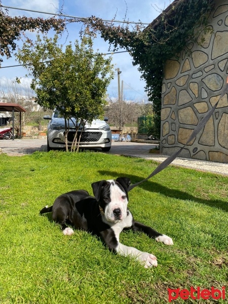 Amerikan Staffordshire Terrier, Köpek  Zeyna fotoğrafı