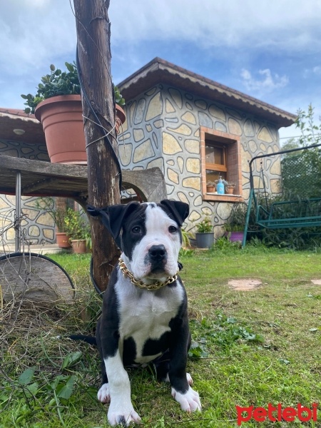 Amerikan Staffordshire Terrier, Köpek  Zeyna fotoğrafı