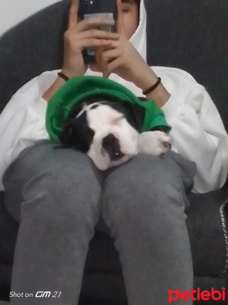 Amerikan Staffordshire Terrier, Köpek  Zeyna fotoğrafı