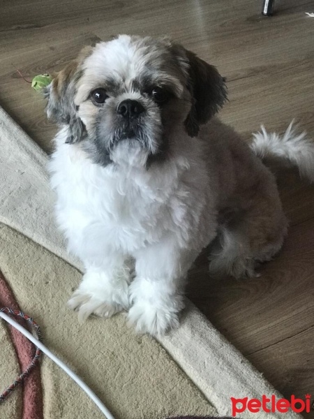 Shih Tzu, Köpek  Pafi fotoğrafı