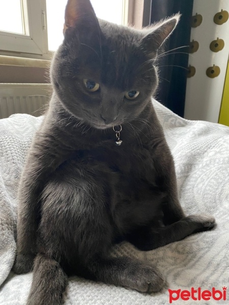British Shorthair, Kedi  Dumuli fotoğrafı