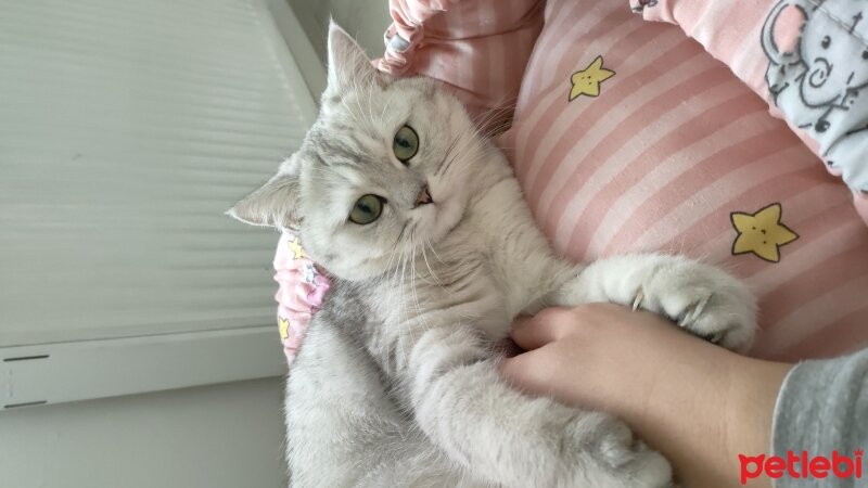 British Shorthair, Kedi  Sofia Çetin fotoğrafı