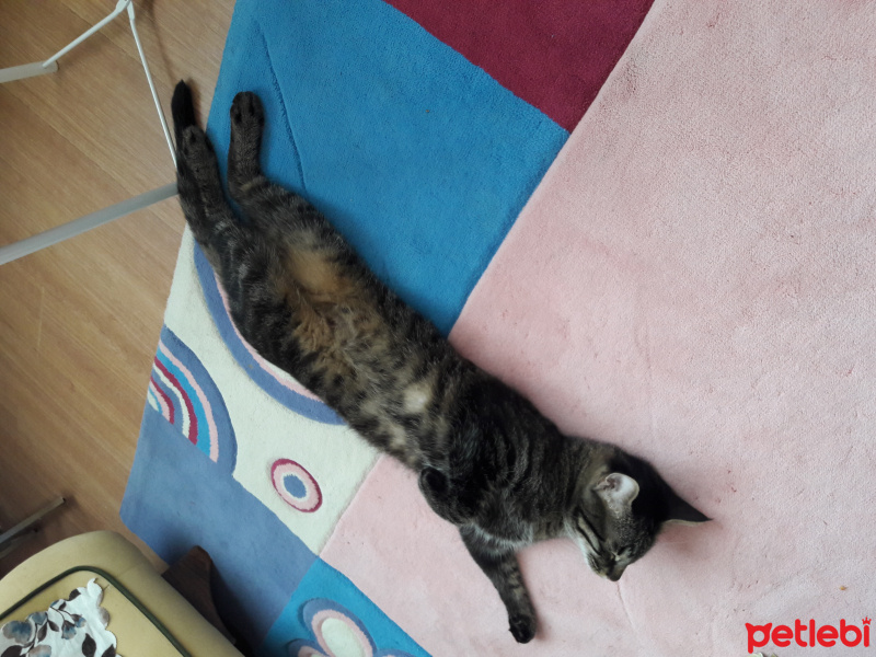 Tekir Kedi, Kedi  sansli fotoğrafı