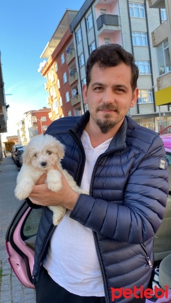 Maltese, Köpek  ŞİLA fotoğrafı