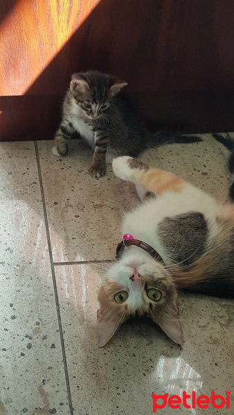 American Wirehair, Kedi  Luna fotoğrafı
