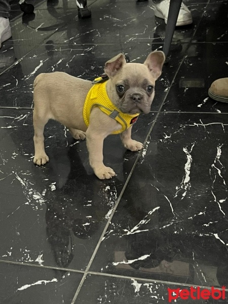 İngiliz Bulldog, Köpek  Lina fotoğrafı