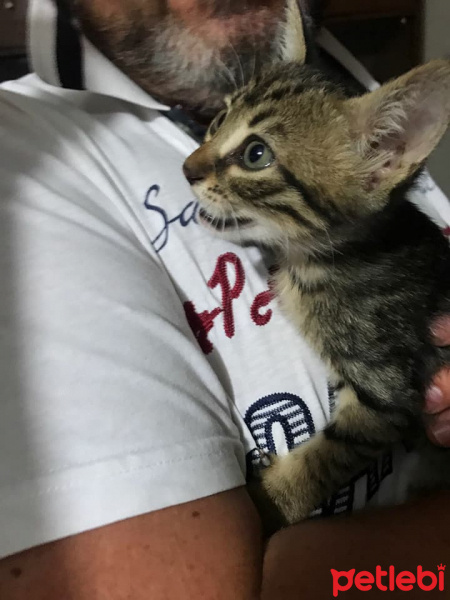 Tekir Kedi, Kedi  bıdık fotoğrafı