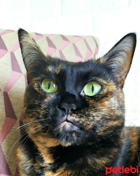 Sarman, Kedi  Boncuk fotoğrafı