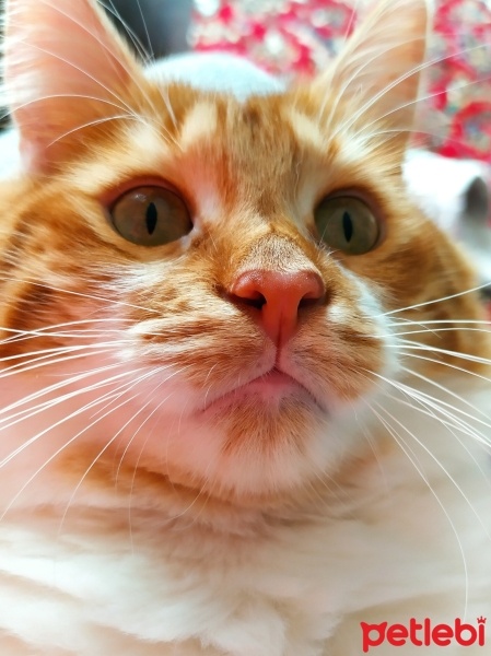 Maine Coon, Kedi  Simba fotoğrafı