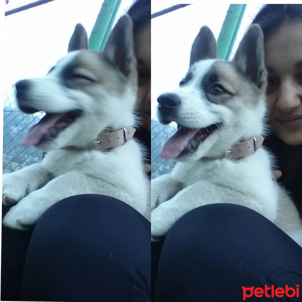 Sibirya Kurdu (Husky), Köpek  Arthur fotoğrafı