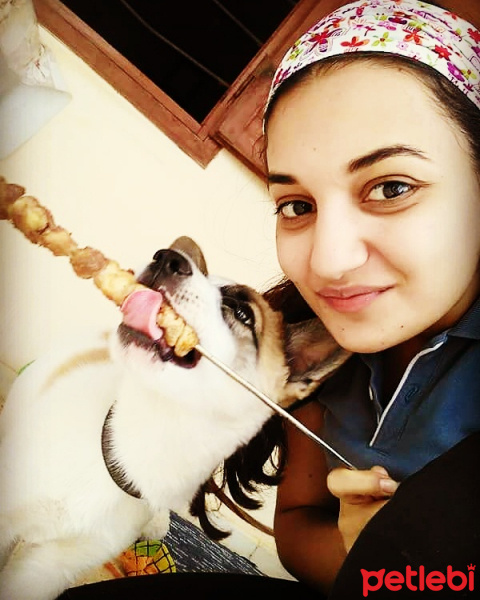 Sibirya Kurdu (Husky), Köpek  Arthur fotoğrafı