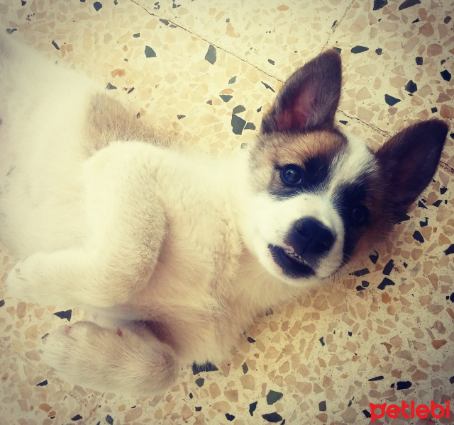 Sibirya Kurdu (Husky), Köpek  Arthur fotoğrafı