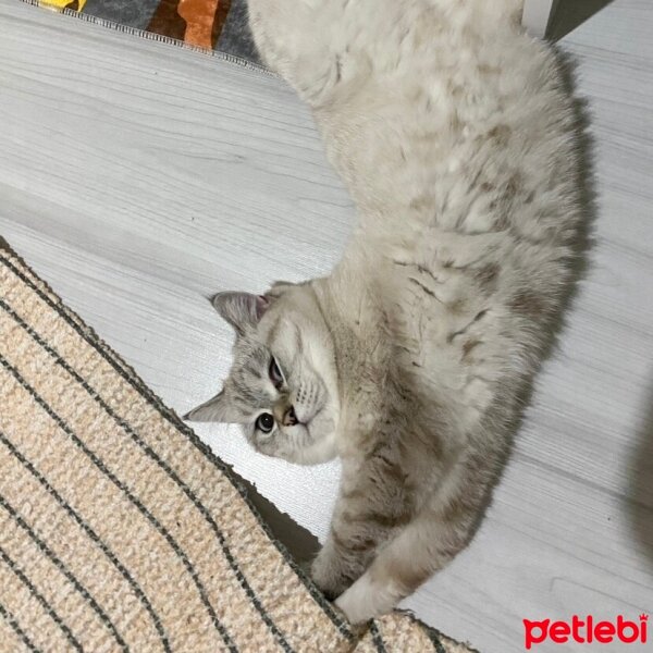 British Shorthair, Kedi  Linda fotoğrafı