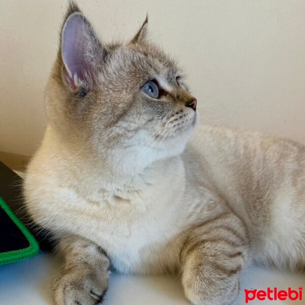 British Shorthair, Kedi  Linda fotoğrafı