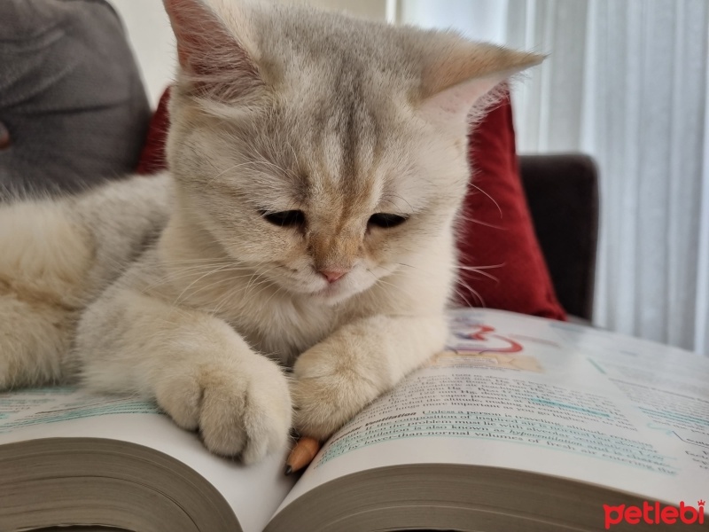 British Shorthair, Kedi  Elsa fotoğrafı