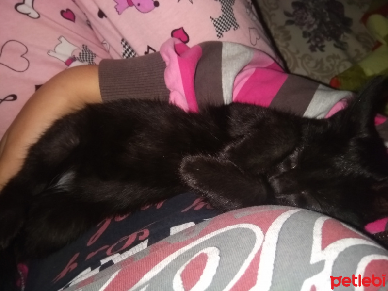 Bombay, Kedi  Kömür fotoğrafı